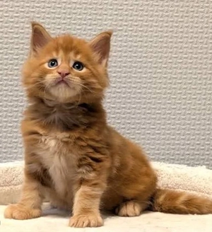 Ausgebildete Maine-Coon-Kätzchen (männlich und weiblich)
