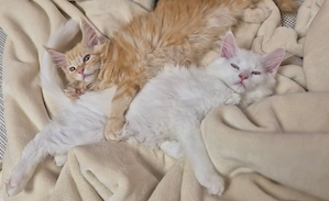Maine Coon Kitten, Abgabebereit