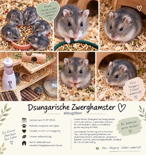 Dschungarische Zwerghamster 
