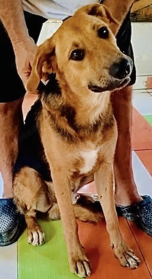 Minos der kleine sehr zugägliche Schäfermix   am Ammersee
