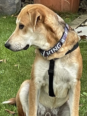 Manos der zuckersüße tolle Bub .....