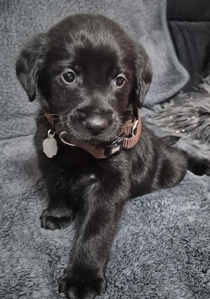 Liebevolle Zwergpinscher-Dackel-Welpen suchen ein neues Zuhause!