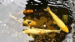 4 Große Koi - Fische,  50-75 cm