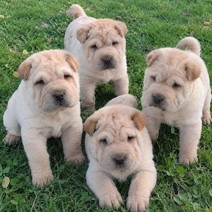 Shar-Pei (3 Monate)