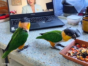 1,1 Grünzügelpapagei (Pionites melanocephalus);Geschwister; eigene Nachzucht Bild 3