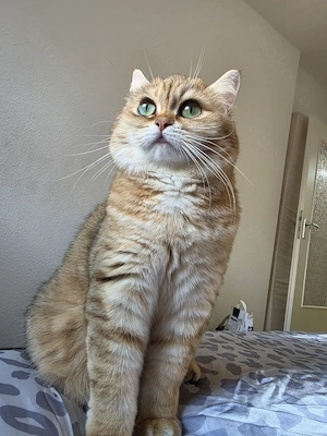 Unsere BKH-MIX Katze Zeituna sucht ein liebevolles Zuhause