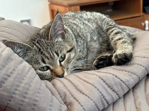 wunderschöne baby katze kitten kätzchen bkh mix