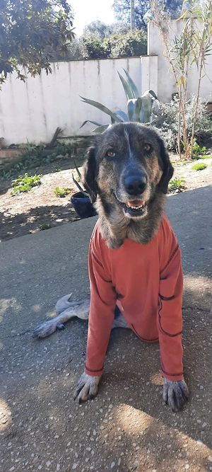 Hunden zu verkaufen
