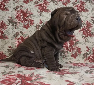 Shar-Pei (3 Monate)