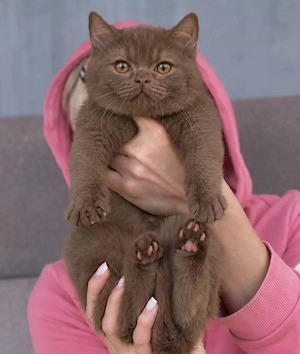 Ein neues Herzenszuhause für die süße Luna (Britisch Kurzhaar) gesucht   Bitte lesen!