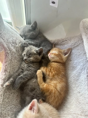 4 BKH-Mix-Kitten abzugeben