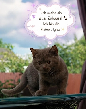 Edle Britisch Kurzhaar Kätzchen Luna sucht neues Zuhause   Bitte Beschreibung lesen! 
