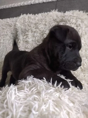 Shar-Pei (3 Monate)