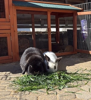 Kaninchen in gute Hände abzugeben 