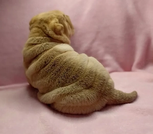 Shar-Pei (3 Monate)