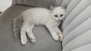 Heilige Birma kitten 