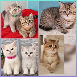 Bkh Kitten mit Stammbaum 