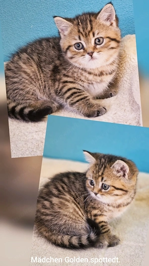 Bkh Kitten mit Stammbaum 