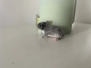 Degu Weibchen Blue Non abzugeben