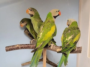 Rosenbrustbartsittiche