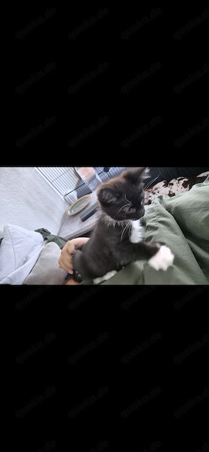 babykatze sucht zuhause
