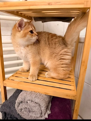 BKH kitten 