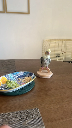 Looking for a 2-3 month old male cockatiel for my meekah!