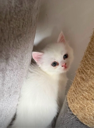 babykaztze