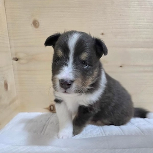 Reizende Sheltie-Welpen suchen ein liebevolles Zuhause