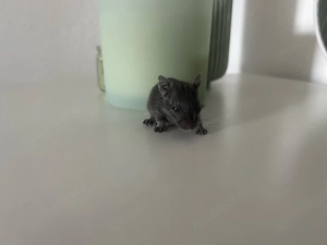 Degu Männchen Blue Non