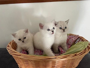 BKH Blau Point Stammbaum Kitten