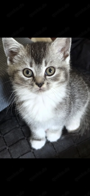 Bkh katzenbabys