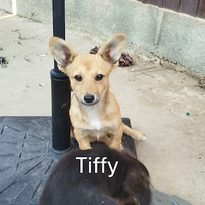 Tiffy - kleines Welpenmädchen sucht ihr Glück