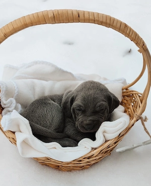weimaraner welpen 