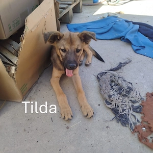 Tilda - einsames Herzchen sucht ihr Zuhause