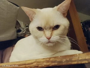süßer Weißer bkh kater
