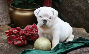 Englische Bulldogge