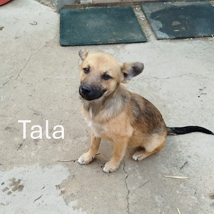 Tala - kleines Herzchen sucht ihr Glück