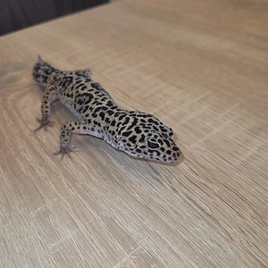 Leopardgecko Männchen