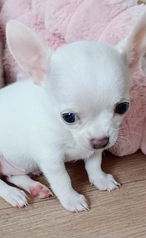 Chihuahua Welpen 