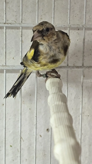 stieglitz gelb