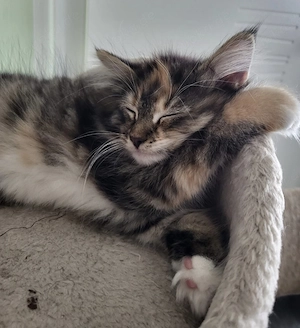 Main Coon Mix Kätzchen 16 Wochen