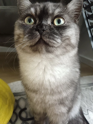 Katzen in gute hände abzugeben