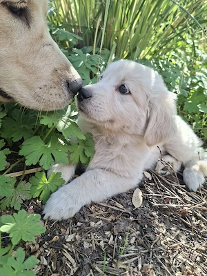 Golden Retriever X Berger Blanc Suiss