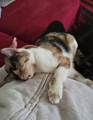 2 Glückskatzen suchen ein neues Zuhause