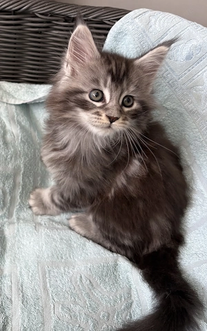Maine Coon Katzen 