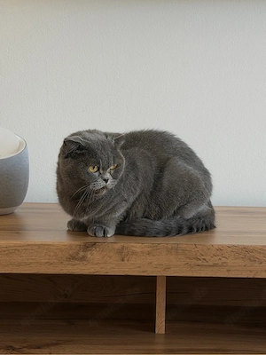 bkh BKH Britische Kurze Haare 