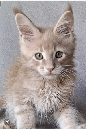 Maine Coon Kitten mit Stammbaum XXL 