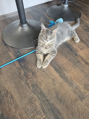Maine Coon Kater