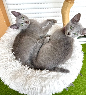 Sofort auszugsbereit - zwei russisch Blau Kitten mit Stammbaum suchen ihr für immer Zuhause